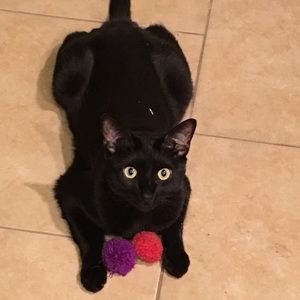 Meet your Posher, Carrie